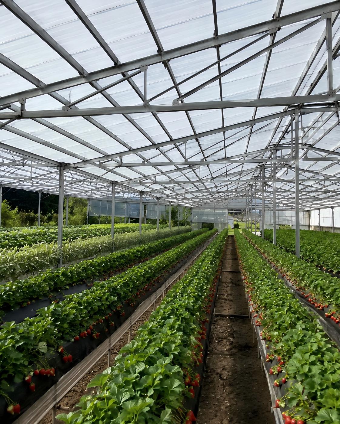 Agricultural greenhouse natural daylighting roof project